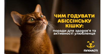 Чим годувати абіссінську кішку: поради для здоров'я та активності улюбленця