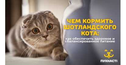 Чим годувати шотландського кота: як забезпечити здорове та збалансоване харчування