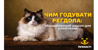 Чим годувати регдола: збалансований раціон для улюбленця
