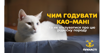 Чим годувати као-мані та як піклуватися про цю рідкісну породу