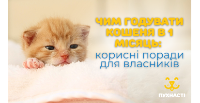 Чим годувати кошеня в 1 місяць: корисні поради для петперентів