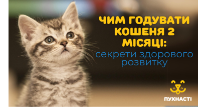 Чим годувати кошеня 2 місяці: секрети здорового розвитку