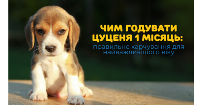 Чим годувати цуценя 1 місяць: правильне харчування для найважливішого віку