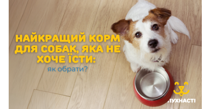 Найкращий корм для собак, яка не хоче їсти: як обрати?