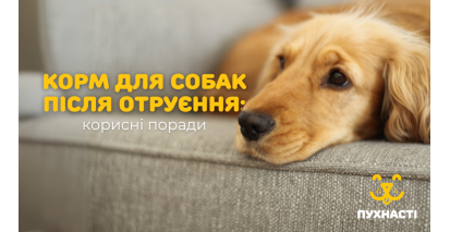 Корм для собак після отруєння: корисні поради