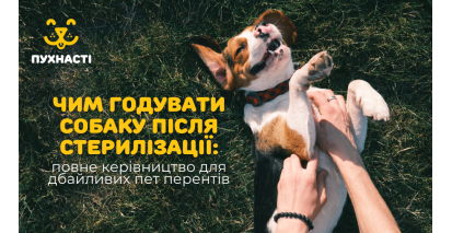 Чим годувати собаку після стерилізації: повне керівництво для дбайливих пет перентів