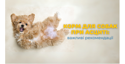 Корм для собак при асциті: важливі рекомендації