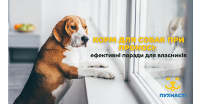 Корм для собак при проносі: ефективні поради для власників