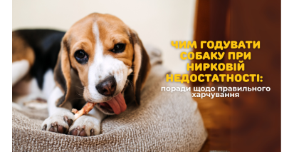 Чим годувати собаку при нирковій недостатності: поради щодо правильного харчування
