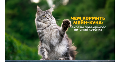 Чим годувати мейн-куна: секрети правильного харчування кошеняти