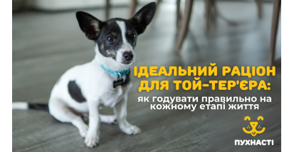 Ідеальний раціон для той-тер'єра: як годувати правильно на кожному етапі життя