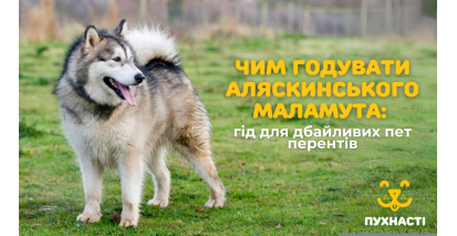 Чим годувати аляскинського маламута: гід для дбайливих пет перентів
