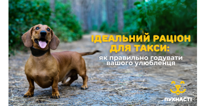 Ідеальний раціон для такси: як правильно годувати вашого улюбленця