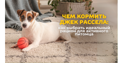 Чим годувати Джек-рассел-тер'єра: як вибрати ідеальний раціон для активного улюбленця