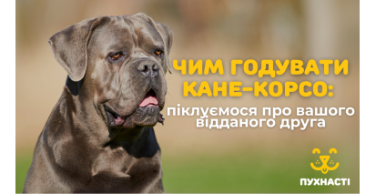 Чим годувати кане-корсо: піклуємося про вашого відданого друга