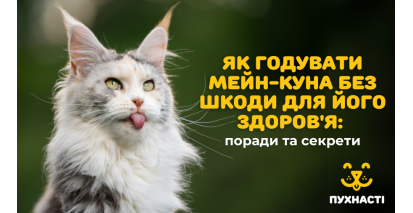 Як годувати мейн-куна без шкоди для його здоров'я: поради та секрети