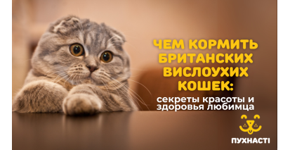 Чим годувати британських висловухих котів: секрети краси та здоров'я улюбленця