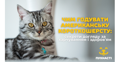 Чим годувати американську короткошерсту: секрети догляду за харчуванням і здоров'ям