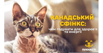 Канадський сфінкс: чим годувати для здоров'я та енергії