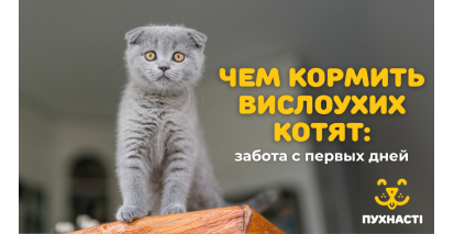 Чим годувати висловухих кошенят: турбота з перших днів