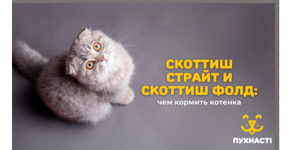 Скоттіш страйт і скоттіш-фолд: чим годувати кошеня