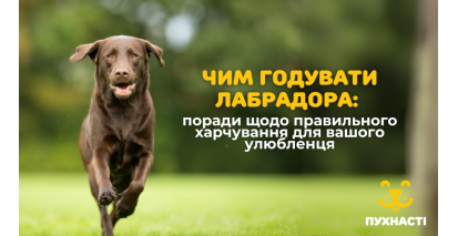  Чим годувати лабрадора: поради щодо правильного харчування для вашого улюбленця