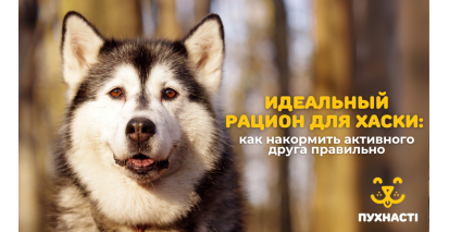 Ідеальний раціон для хаскі: харчування для однієї з найактивніших порід