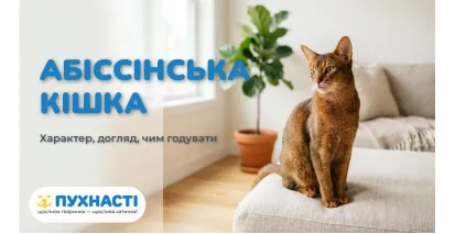 Абіссінська кішка — характер, догляд і чим годувати
