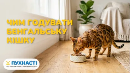 Чим годувати бенгальську кішку: раціон та особливості породи