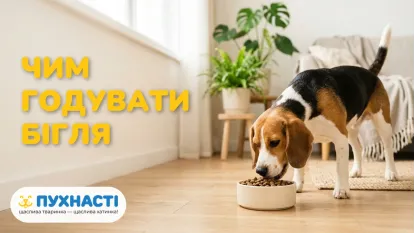 Чим годувати бігля: раціон та особливості породи
