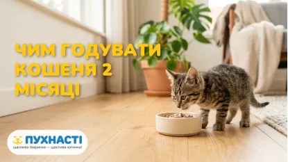 Чим годувати кошеня 2 місяців: норми харчування та підбір корму