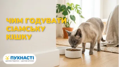 Чим годувати сіамську кішку: харчування та здоров'я породи