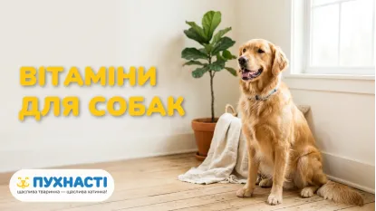 Які вітаміни для собак найкращі для шерсті та суглобів