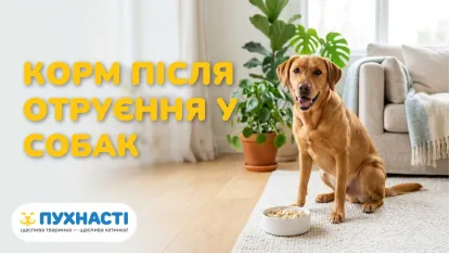 Корм для собак після отруєння: дієта та відновлення