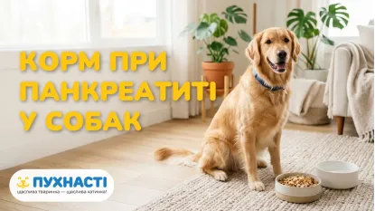 Корм для собак при панкреатиті: дієта і лікувальне харчування