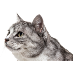 Коти