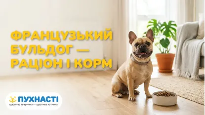 Чим годувати французького бульдога — раціон і норми