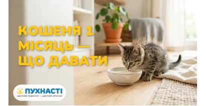 Чим годувати кошеня 1 місяць — повний раціон