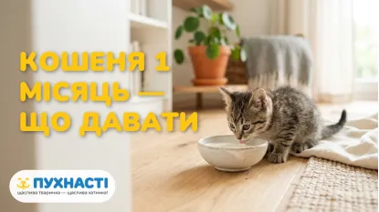 Чим годувати кошеня 1 місяць — повний раціон