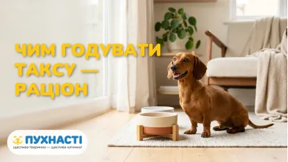 Чим годувати таксу — раціон і норми для довгої породи