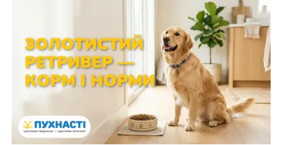 Чим годувати золотистого ретривера — раціон і норми