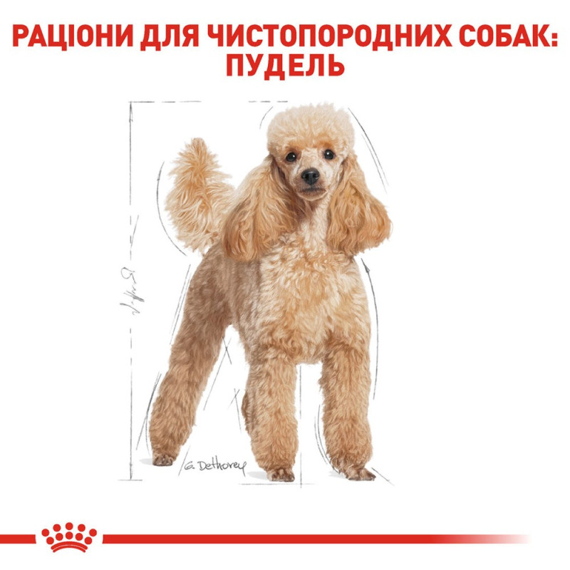 Сухой корм для собак ROYAL CANIN POODLE ADULT породы Пудель, 500 г
