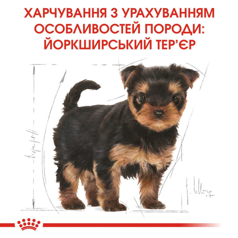 Сухой корм для щенков ROYAL CANIN YORKSHIRE PUPPY породы Йоркшир-терьер, 1,5 кг