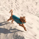 Жилет Pet Fashion «E.Vest» для собак, розмір L, морська хвиля