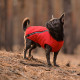 Жилет Pet Fashion «E.Vest» для собак, розмір XL, червоний