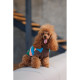 Светр Pet Fashion Happy для собак, розмір XS