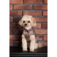 Жилет Pet Fashion Hardy для собак, бежевий XS2