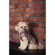 Жилет Pet Fashion Hardy для собак, бежевий XS
