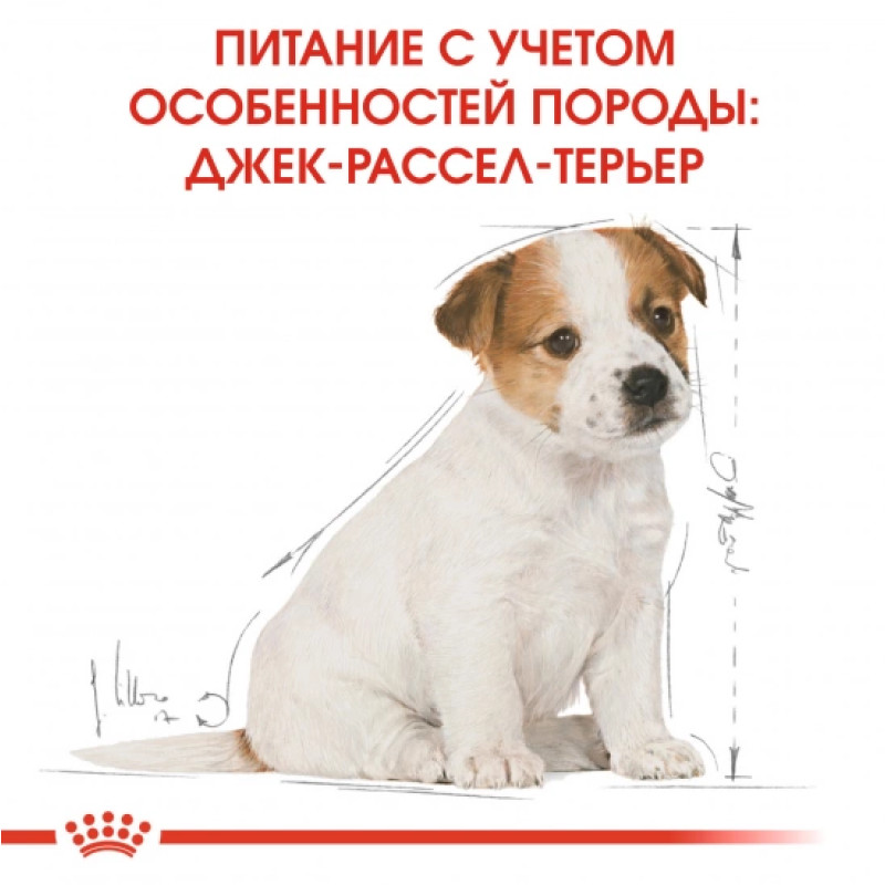 Сухой корм для щенков ROYAL CANIN JACK RUSSEL PUPPY породы Джек-Рассел-терьер, 1,5 кг