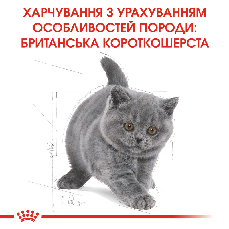 Сухой корм для котят ROYAL CANIN KITTEN BRITISH SHORTHAIR породы Британская короткошерстная, 10 кг